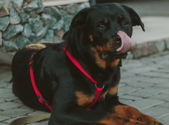 Rottweiler Breeder Pair